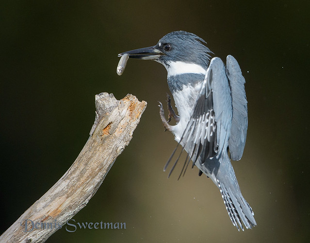 Belted Kingfisher.