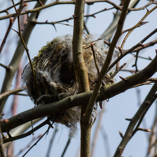 Fallen nest