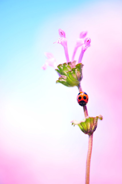Hanami Ladybug