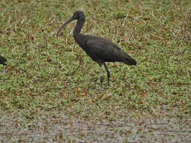 Glossy Ibis at La Capelière Nature Reserve in the Camargue, Southern France - April 2016