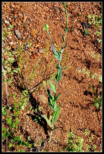 Pseudoturritis turrita (= Arabis perfoliata) - arabette glabre  27987961303_690b0dda5a
