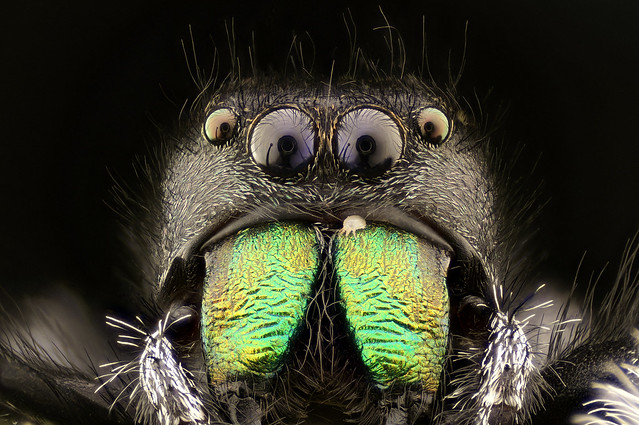 Regal Jumping Spider With Mite (Phidippus regius, male)