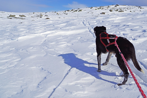 winter snow dogs vinter rocky snø hunder buskerud dagalifjell