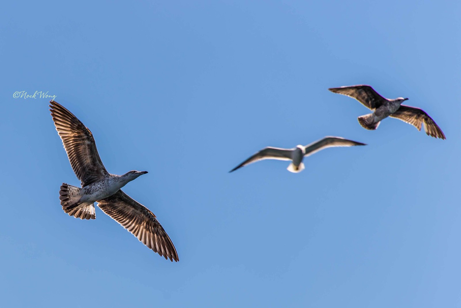 Birds | Flickr