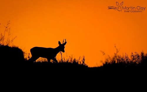 sunset hampshire deer roe roedeer roebuck bartonstacey testvalley ukmammals hampshirewildlife ukmammal