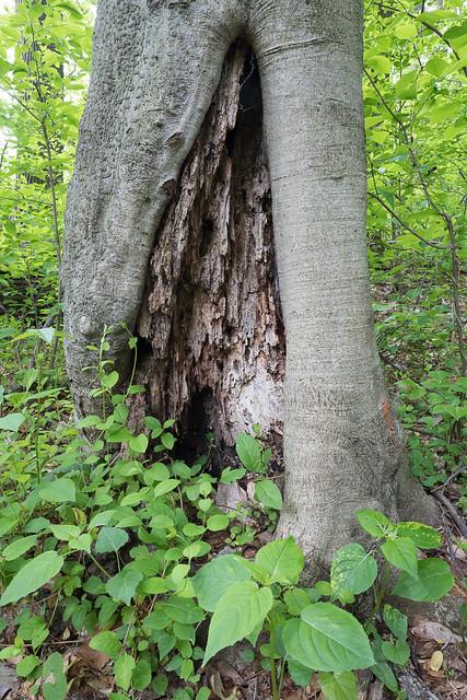 Tree with Hollow in Spring