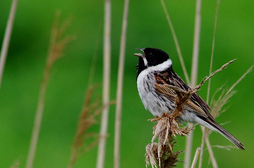 welney washes wildfowl wetlands trust wwt nature reserve wildlife wild bird reed bunting singing