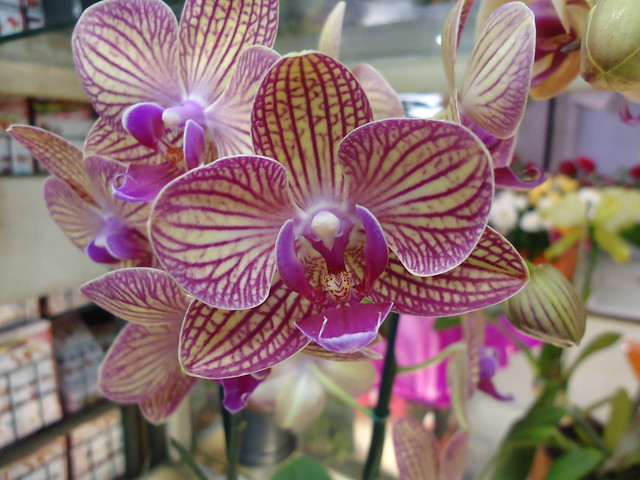 Orquídeas (16)