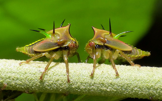 Treehopper nymphs, Alchisme grossa