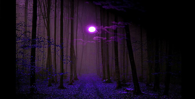 the forest of purple moon