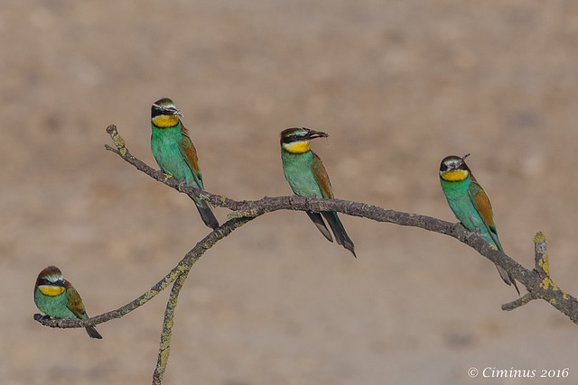 European bee-eaters.