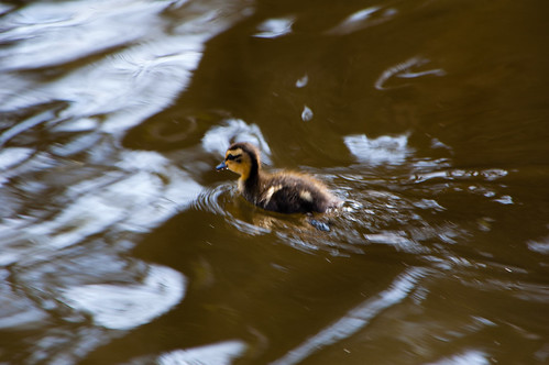 Duckling, Wyndley Pool