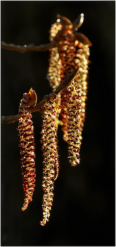 Springtime evening | by Figo2011