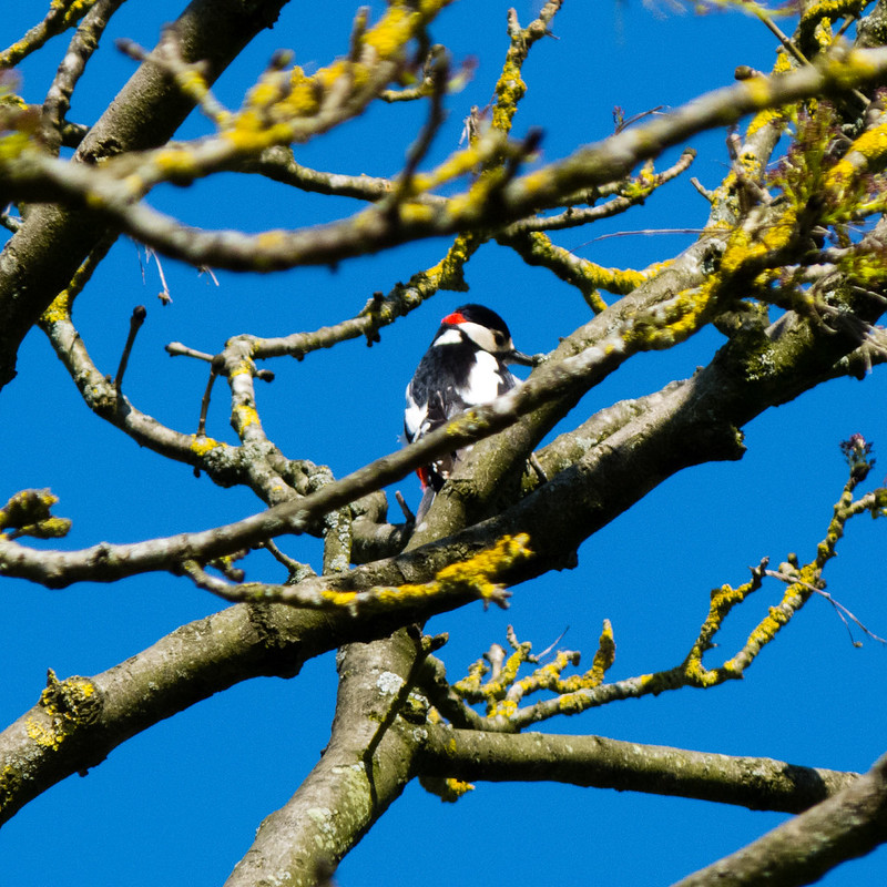 Great spotted woodpecker, male