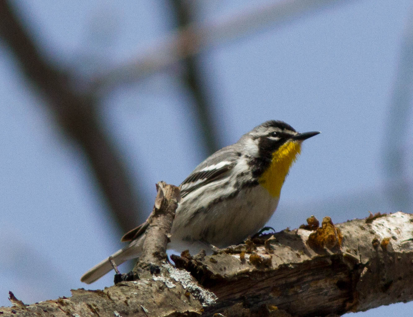 Yellow-throated