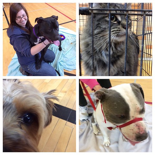 Pet Your Stress Away in Smith Gym until 1:30. ???????????????? #WSU #GoCougs
