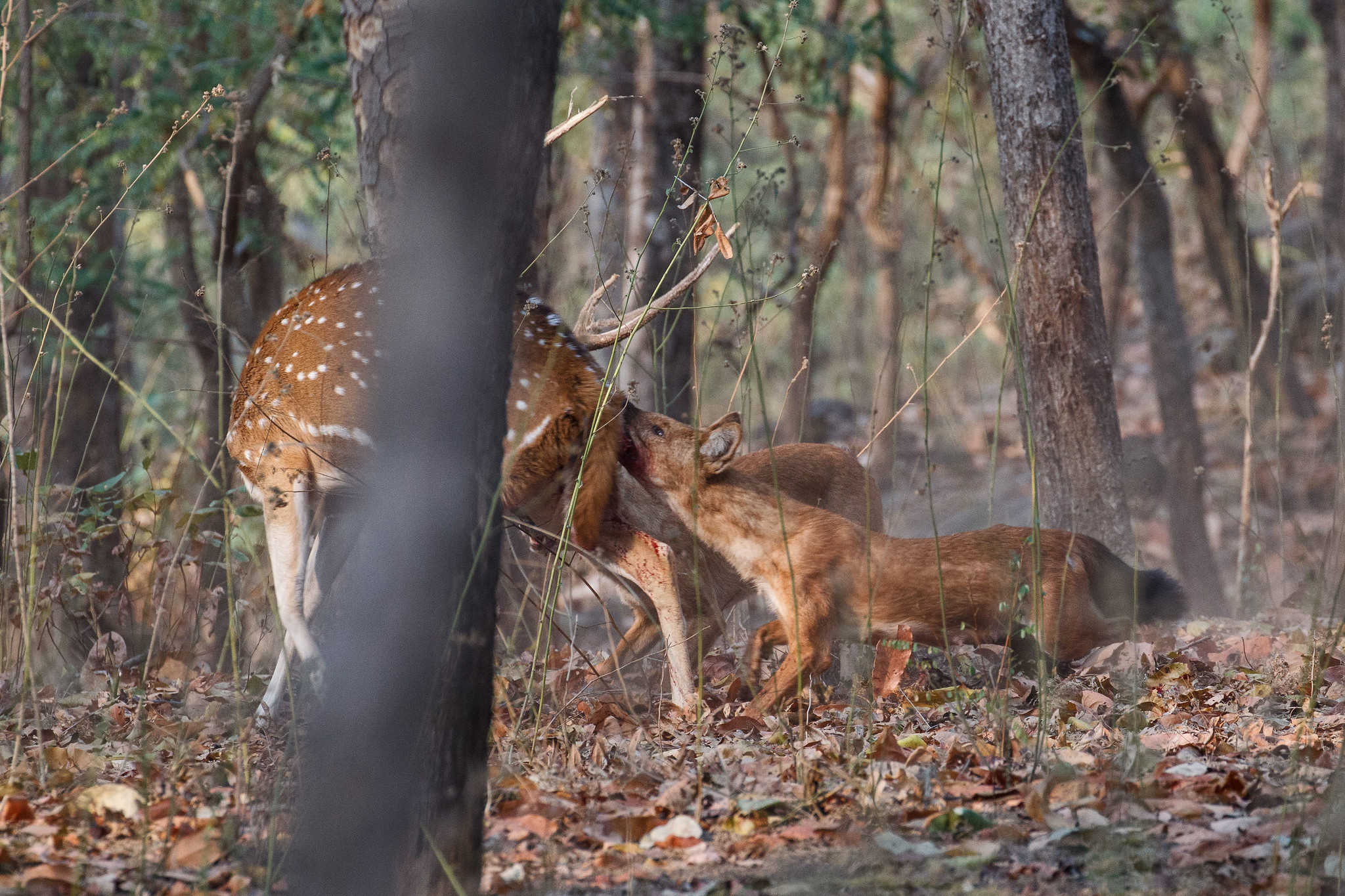 Indian Wild Dog killing Axis deer - Indian Wild dog killing Axis deer, Pench NP