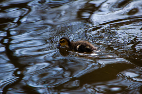 Duckling, Wyndley Pool