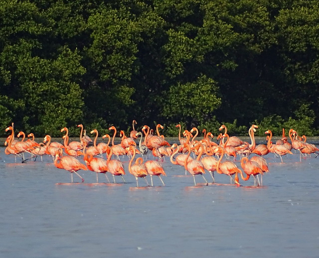 Flamenco [American or Greater Flamingo] (Phoenicopterus ruber)