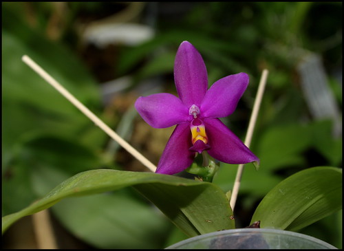 Phalaenopsis violacea  20655559113_e478d9daef