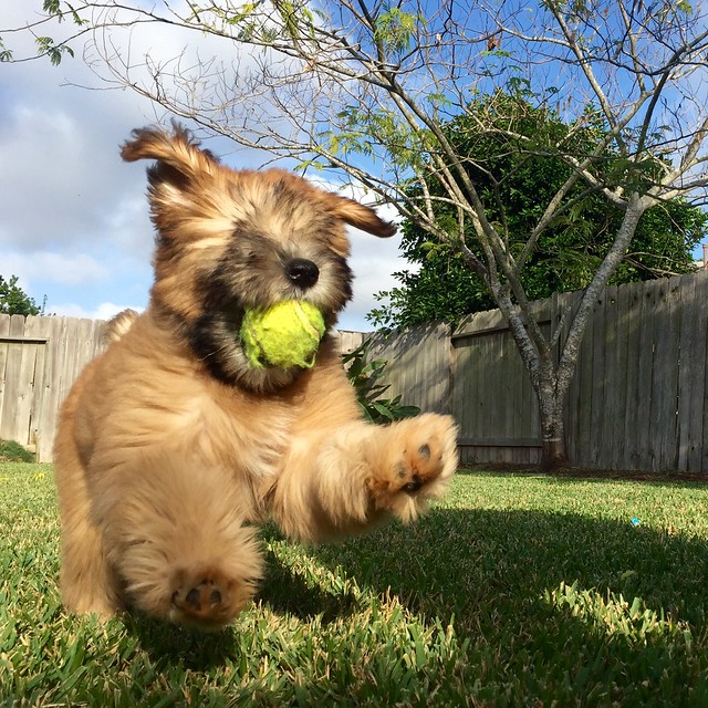 She loves that tennis ball