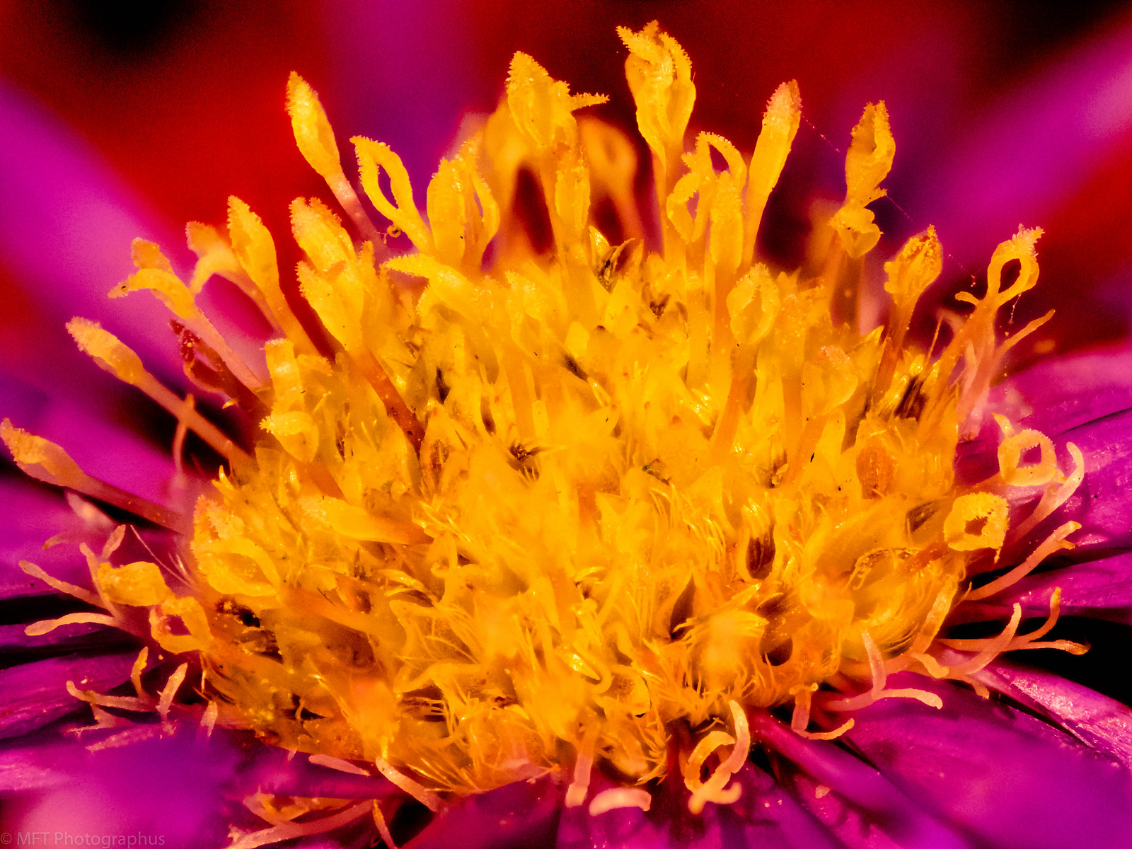 Flickr Focus Focus Stacks | Flickr