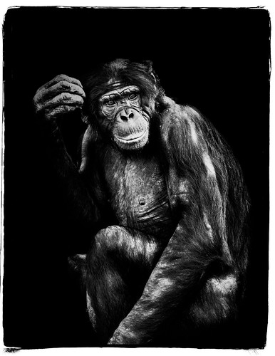 2016 animals bonobo connecticutphotography december florida jacksonvillezoo landscape landscapephotography nature naturephotography outdoors panpaniscus photography seascape unitedstates vacation zoo digital jacksonville us zoosofnorthamerica