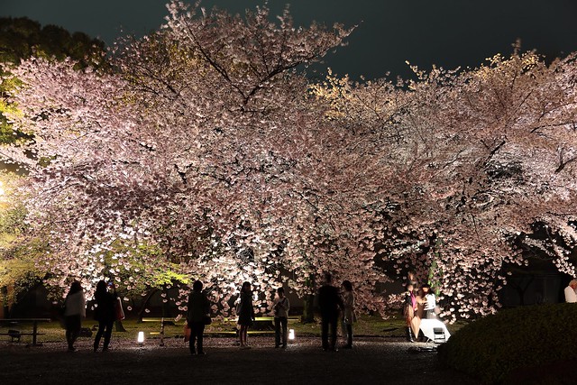 舞踏  ~Night light-up Sakura @ To-ji , Kyoto 京都 東寺~
