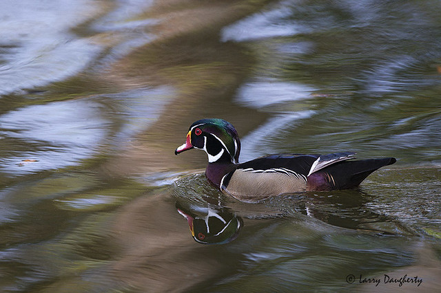 Wood duck on abstract water............D800