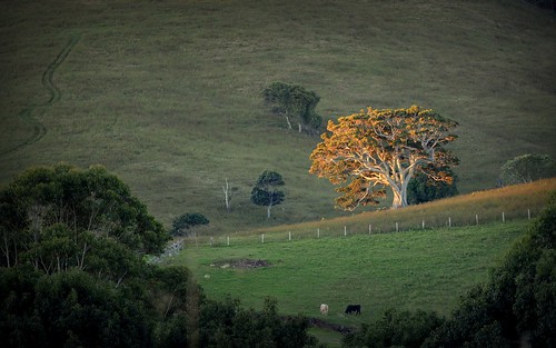 autumn sunset tree shadows illumination australia valley nsw lastlight northcoast moretonbayfig bangalow ficusmacrophylla