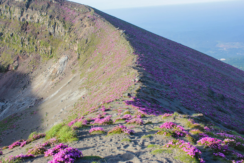 高千穂峰のミヤマキリシマ
