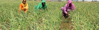 Women working, Haryana | by CGIAR Climate