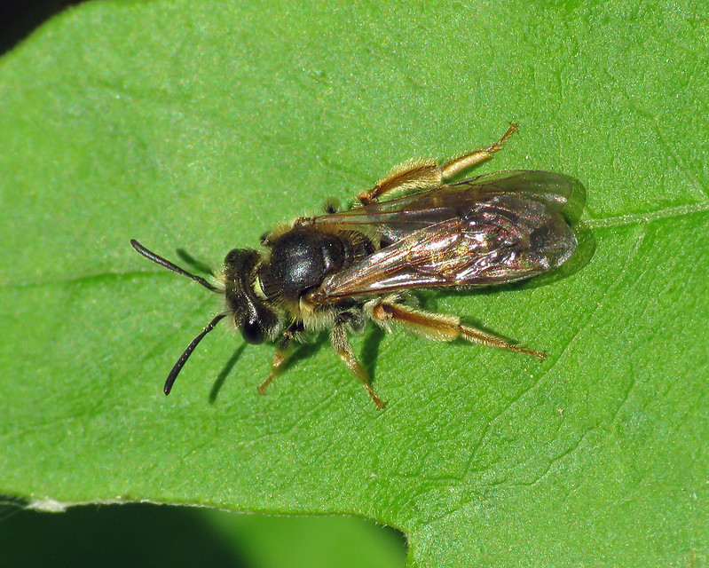 Hawthorn Mining Bee - Andrena chrysosceles  [A]