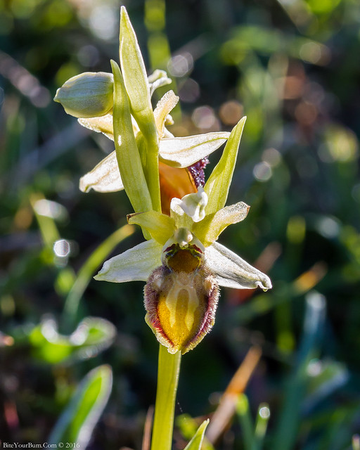Early Spider Orchid (Ophrys sphegodes var. flavescens)