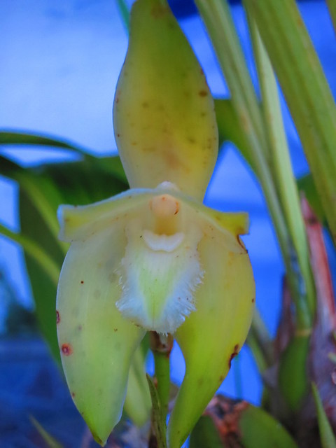 Orquídeas de Sibundoy