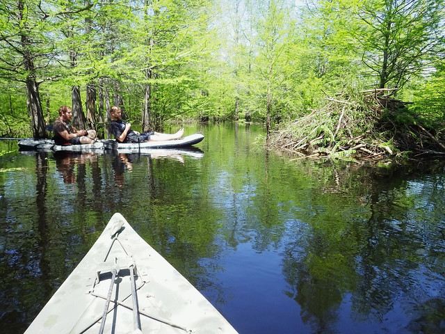 Swamp Herping in Kayaks