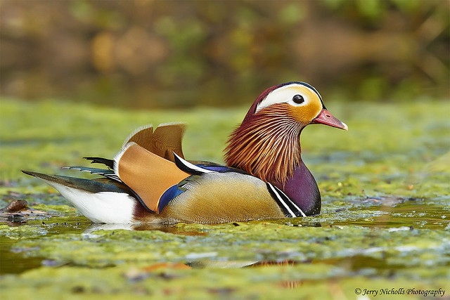 Colourful Mandarin duck