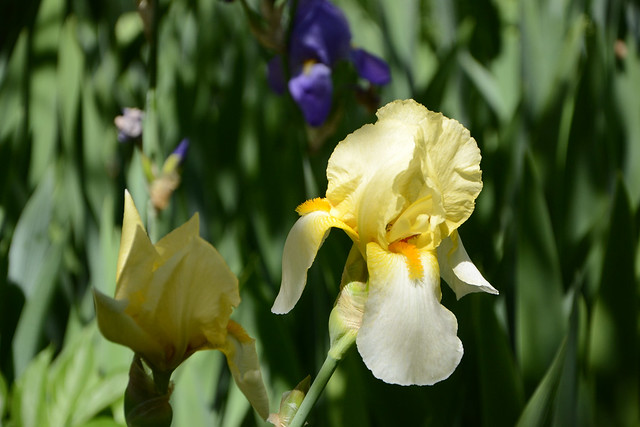 Iris jaune/blanc 41 pamina [identification en cours] 17427764092_afe69d9495_z