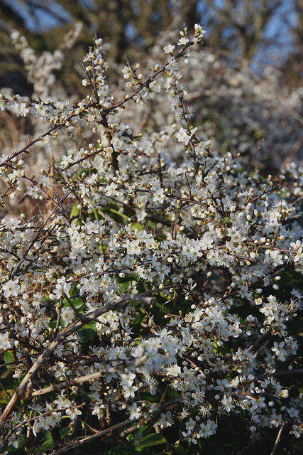 Prussia Cove, Blackthorn