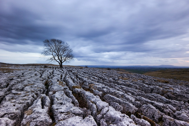 Almost Barren 'Lonely Tree'
