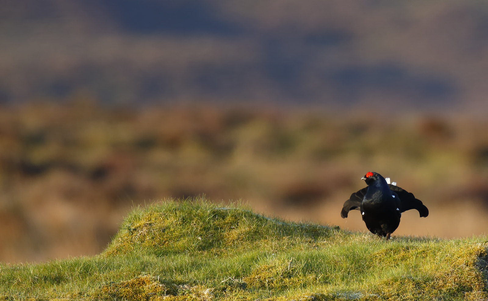 Black Grouse, Wales