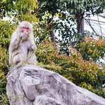 日本猴子 ● ニホンザル