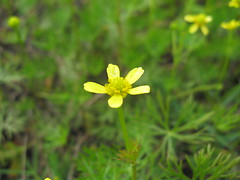 Ranunculus inundatus flower3