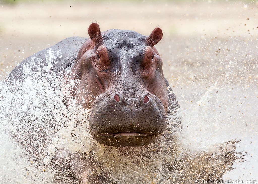 Charging Hippo