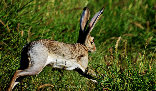 Jack Rabbit on the run