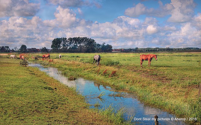 Groninger Landschap with Horses,Groningen stad ,the Netherlands,Europe