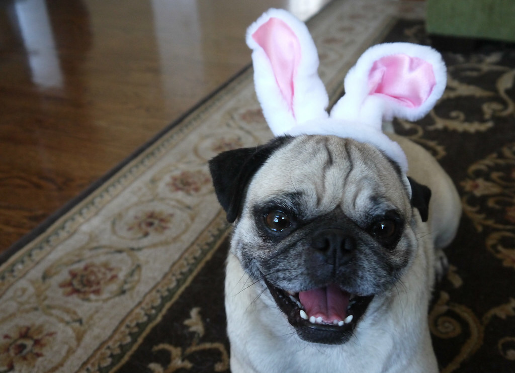 Spanky: Easter 2015