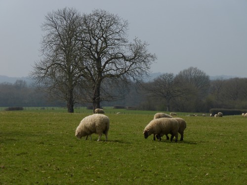 Sheep grazing near Frittenden 