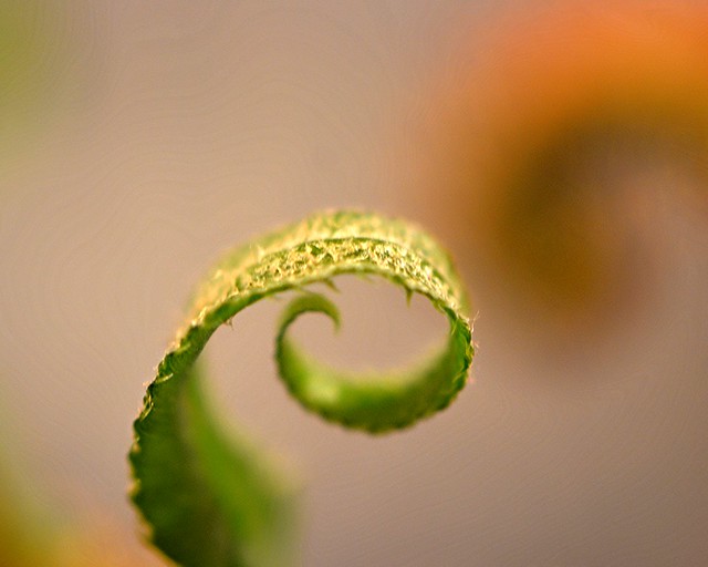 Curl on the Fern