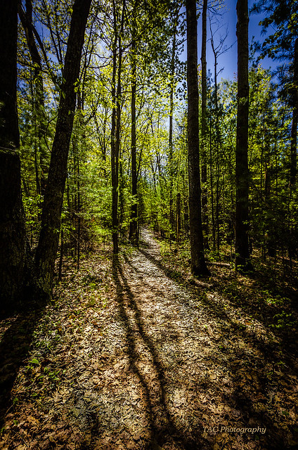 Rifle River Recreational Area - a woodland path